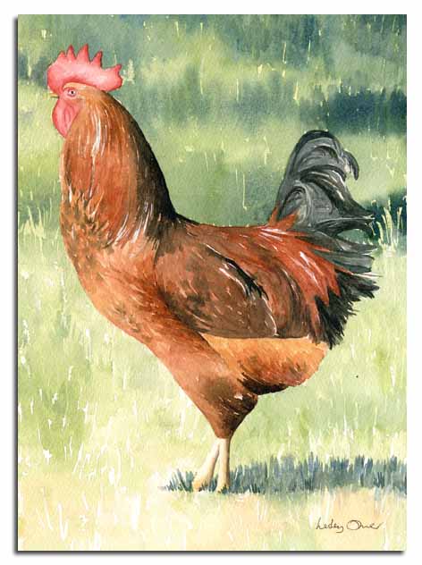 Aquarelle d'un coq, ralise par l'artiste Lesley Olver